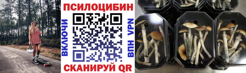 Псилоцибиновые грибы Cubensis  даркнет как зайти  Североморск 