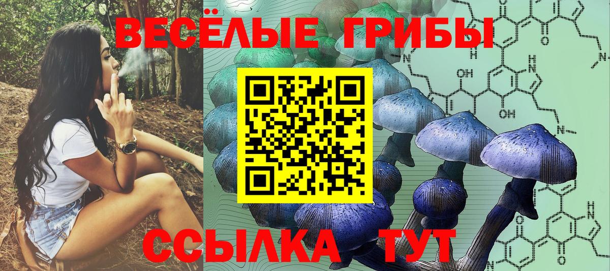 Галлюциногенные грибы Psilocybe Североморск